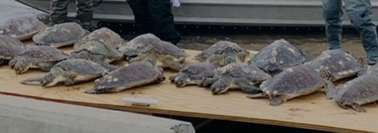 Gear Up for Game Wardens Equipment Plays Critical Role in Turtle Rescues